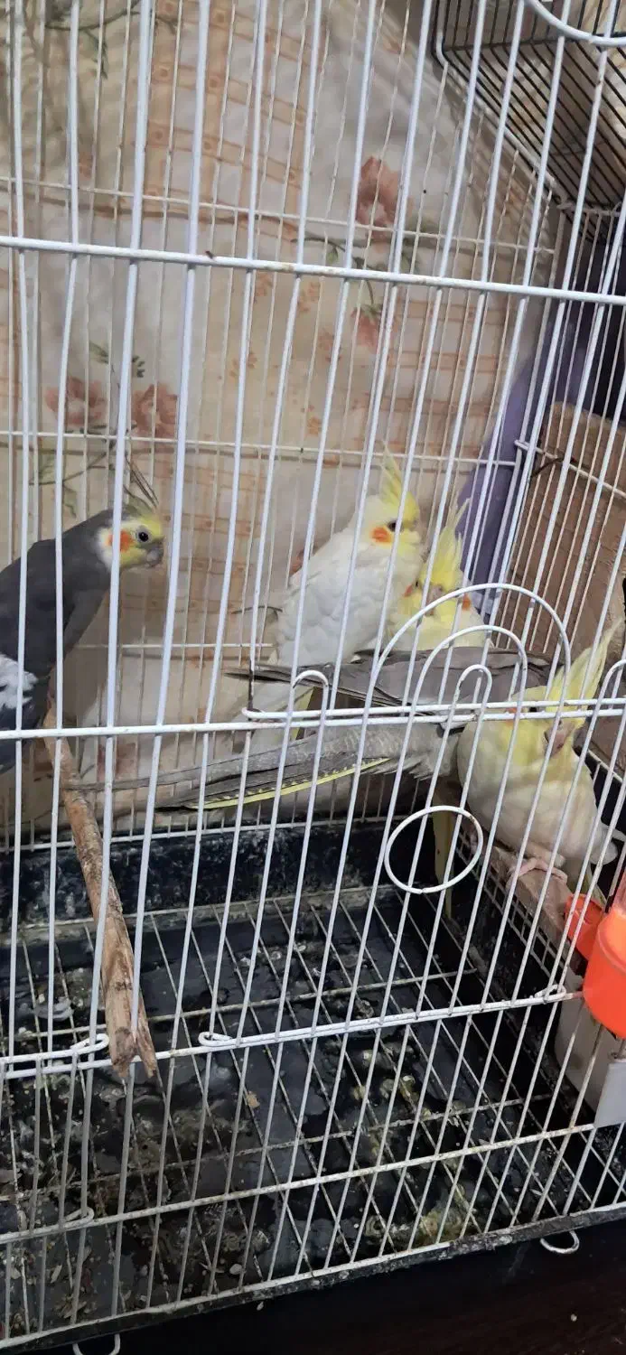 عروس هلندی 2 ماهه|پرنده|طاهرگوراب, |دیوار