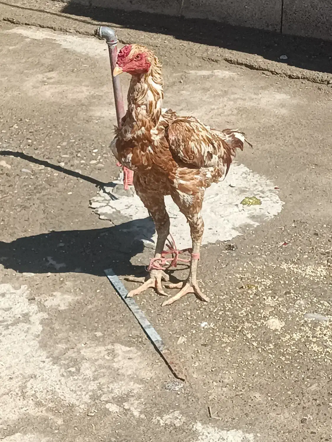 خروس|پرنده|میاندوآب, |دیوار