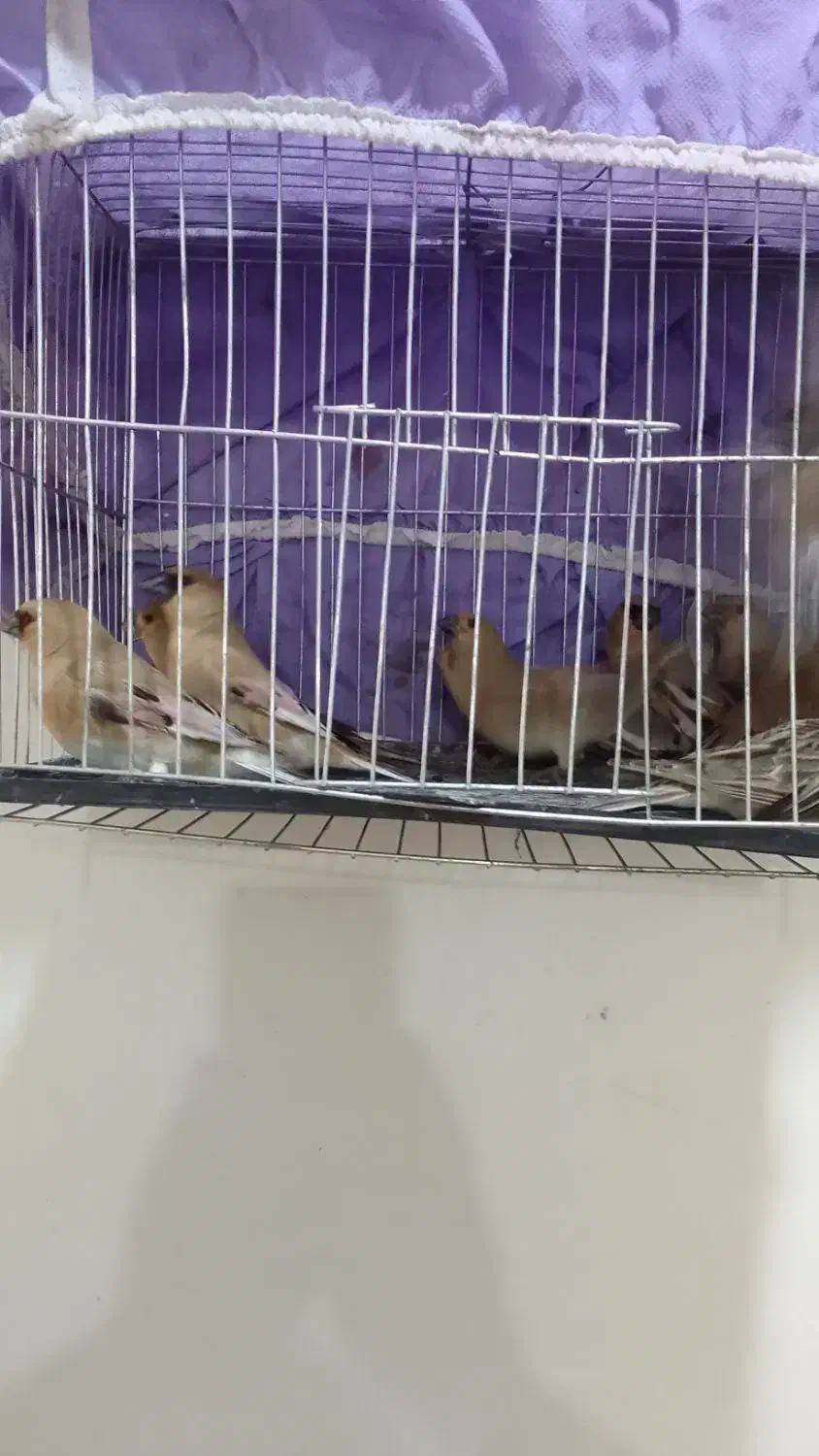 سیره خاکی|پرنده|خرمشهر, |دیوار