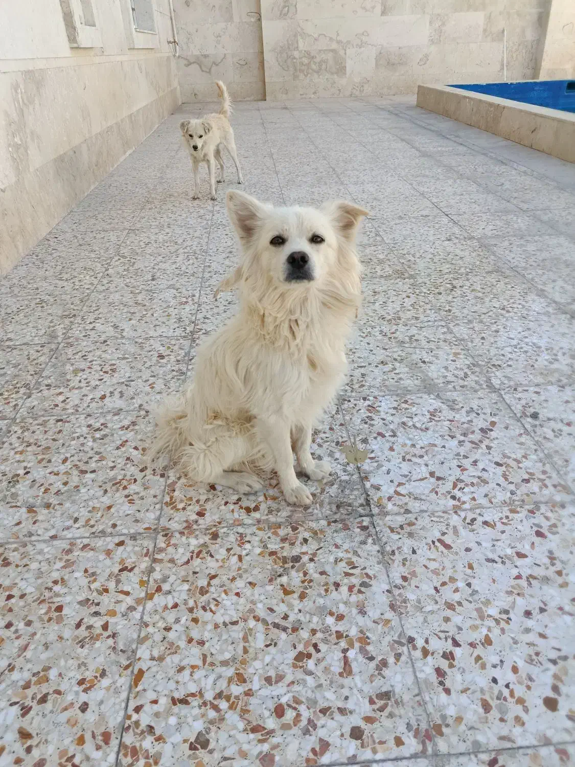 سگ فانتزی جفت|سگ|شیراز, شهرک گلستان شمالی|دیوار