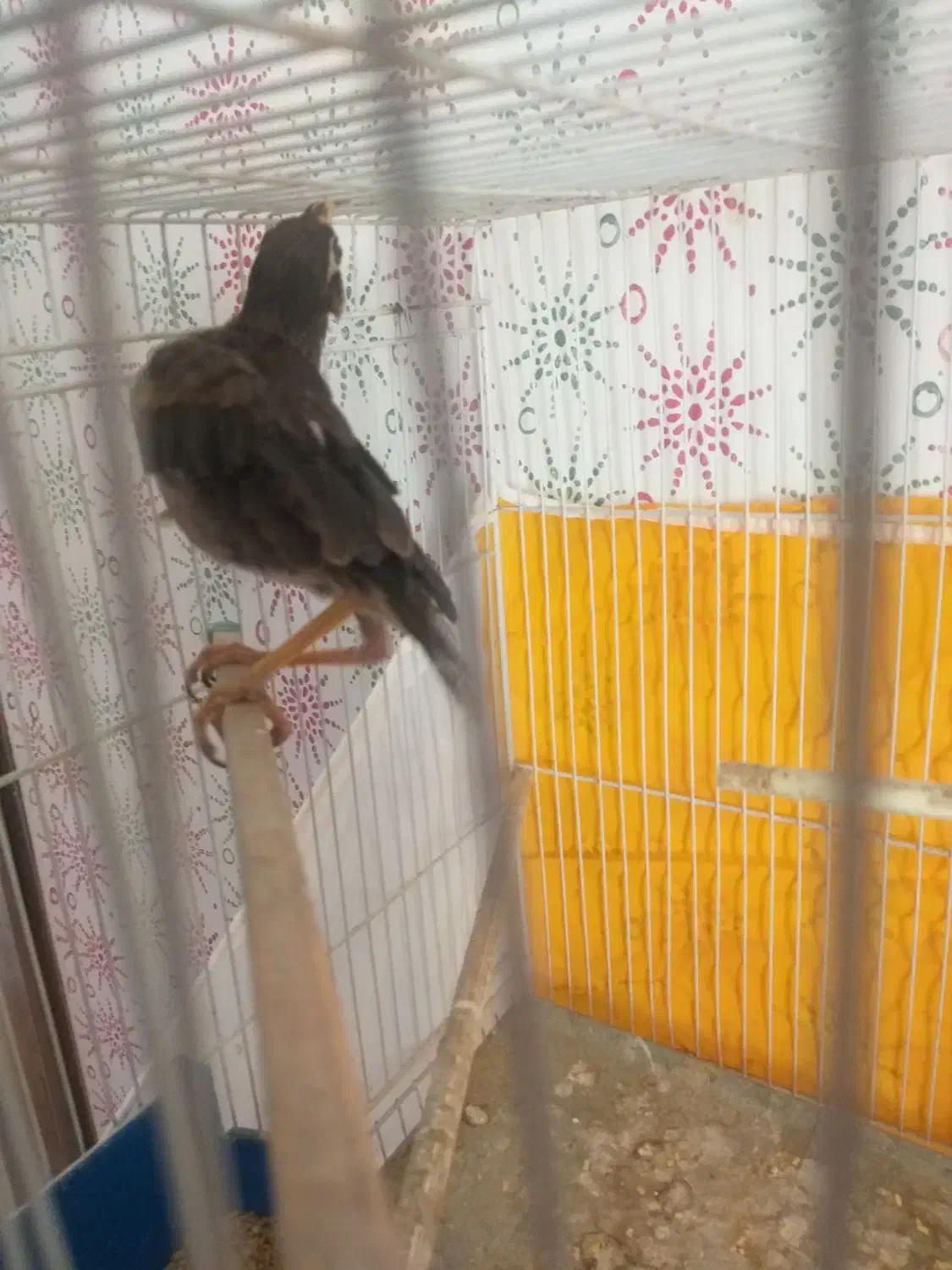 جوجه مینا|پرنده|مشهد, امیر المومنین|دیوار