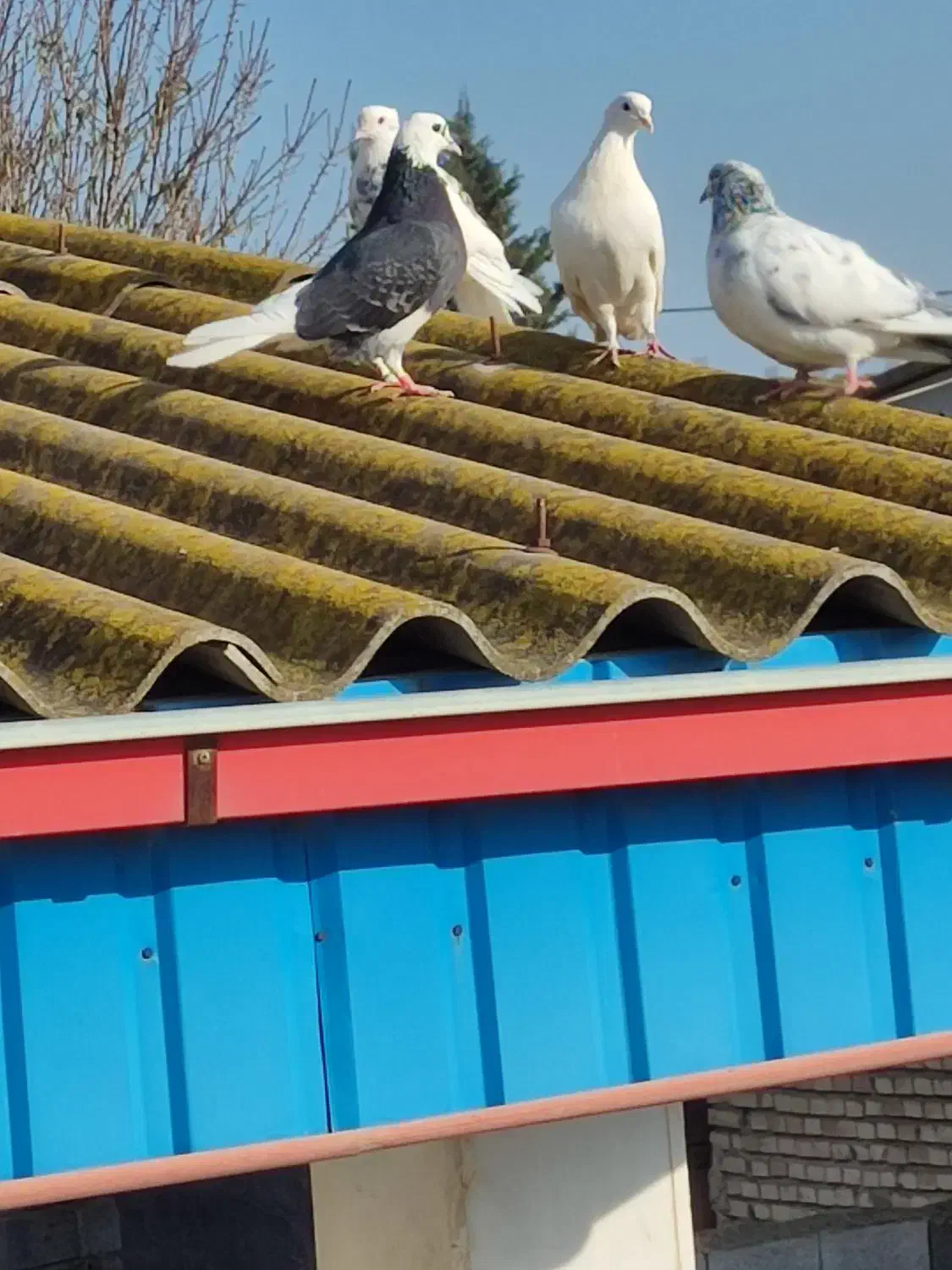 کفتر|پرنده|آق قلا, |دیوار