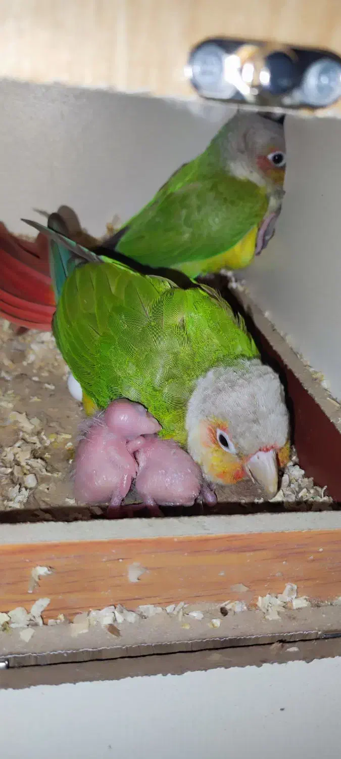 گرینچیک سرلاکی|پرنده|فردیس, شهرک ناز|دیوار