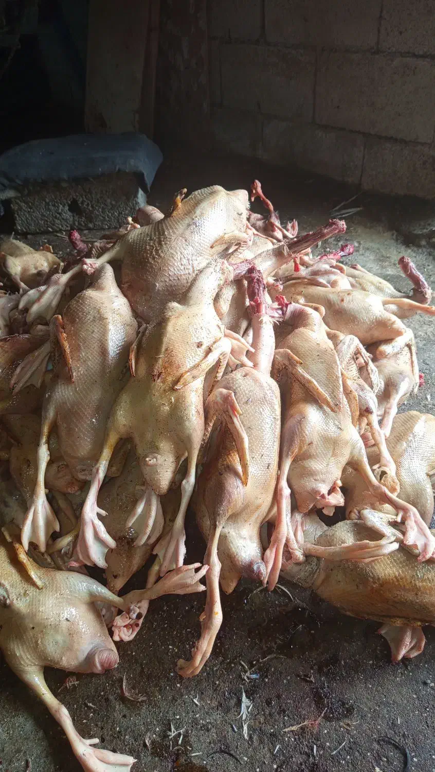 اوردگ محلی|حیوانات مزرعه|اسالم, |دیوار