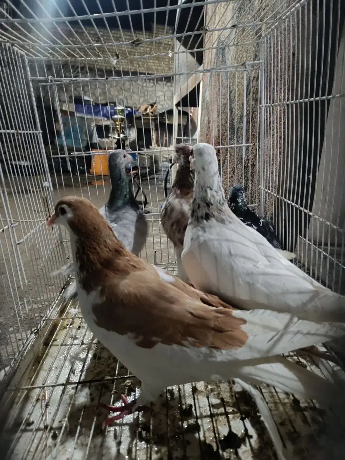 کبوتر|پرنده|نیشابور, فردوس شمالی|دیوار