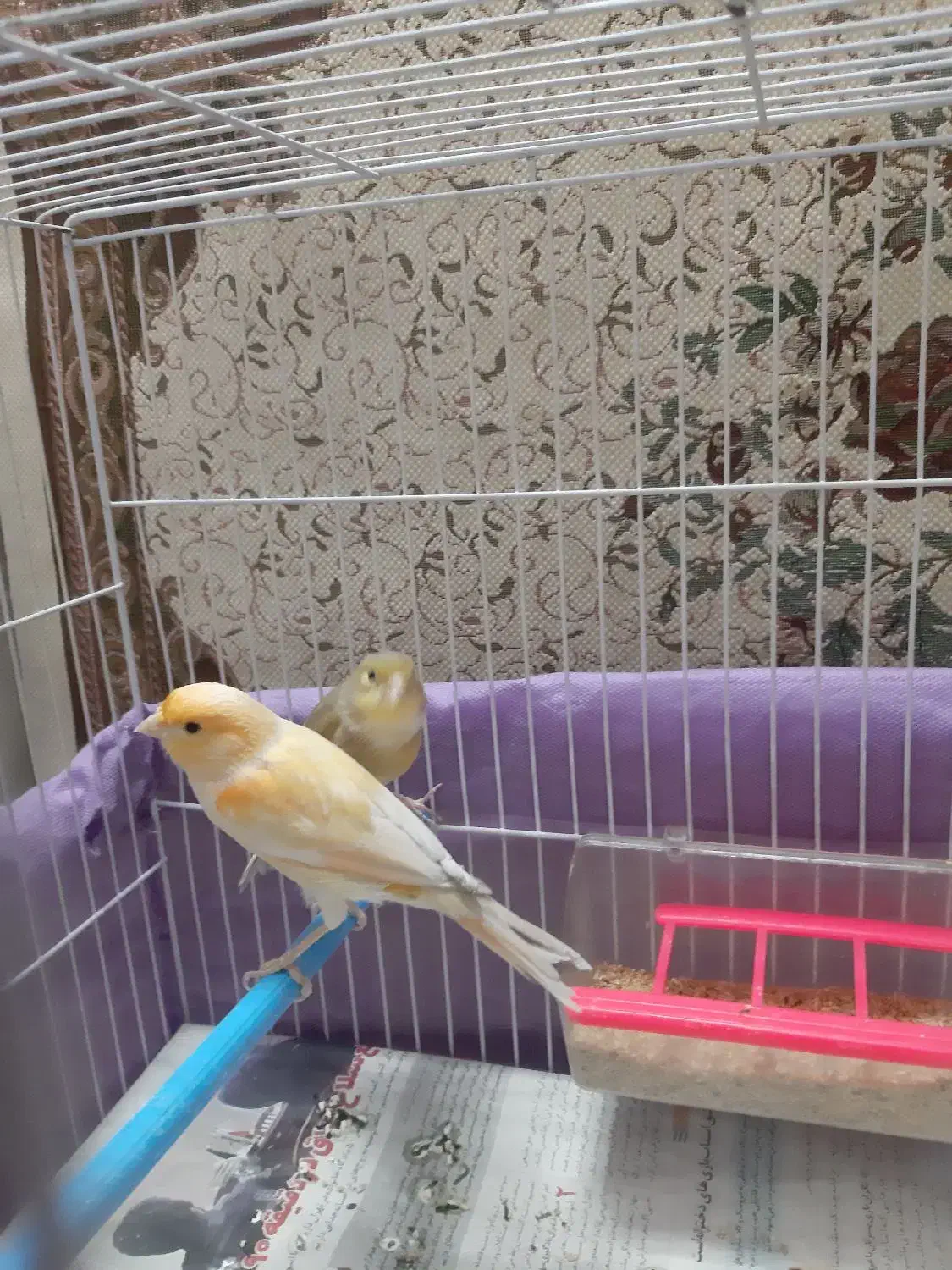 قناری نرریزه خون|پرنده|مشهد, بلال|دیوار