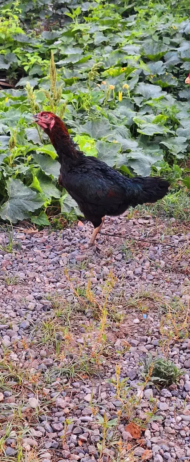 مرغ لاری اصیل|حیوانات مزرعه|رشت, کوی عرفان|دیوار