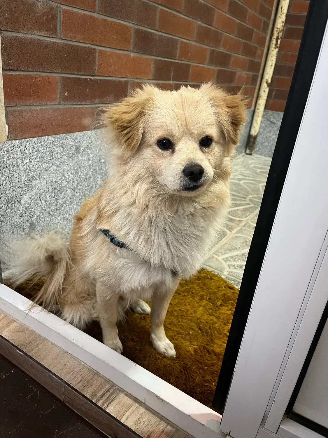 سگ پاکوتا|سگ|تبریز, |دیوار