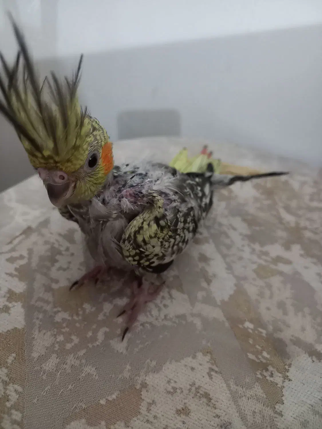 عروس هلندی|پرنده|رشت, کوی بیانی|دیوار