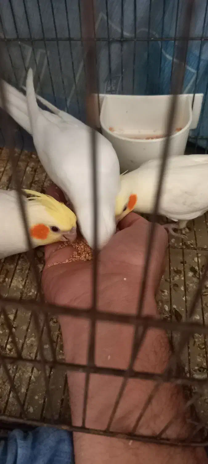 عروس سلامت|پرنده|اسلامشهر, شهرک مهدیه|دیوار