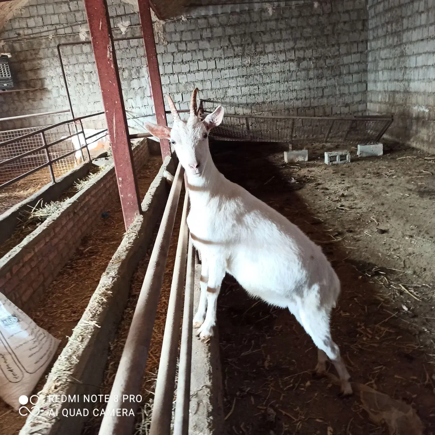 فروش بز سانن|حیوانات مزرعه|میاندوآب, |دیوار