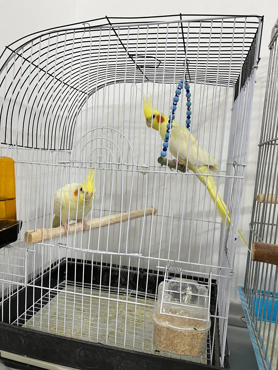 عروس هلندی|پرنده|سلطانیه, |دیوار