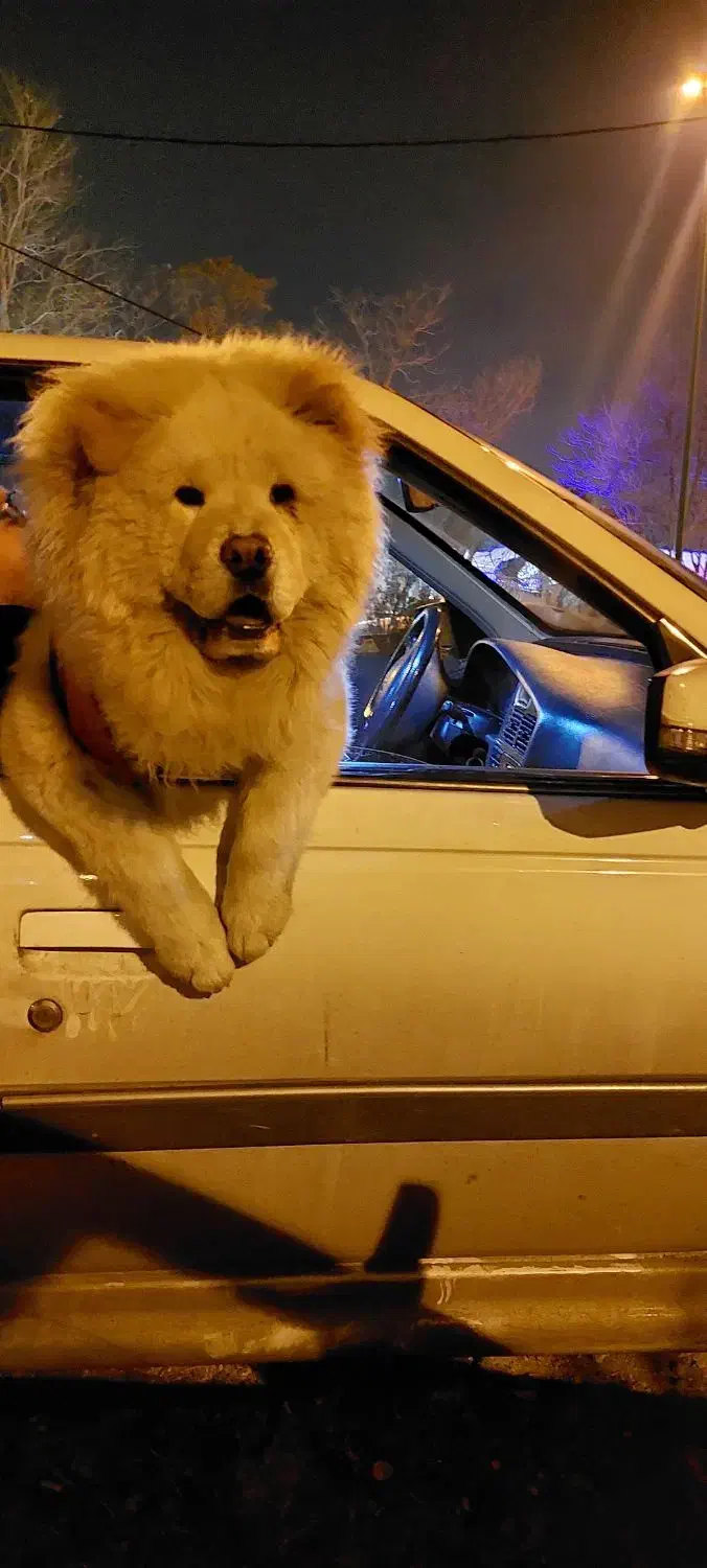 چاوچاو|سگ|تبریز, |دیوار