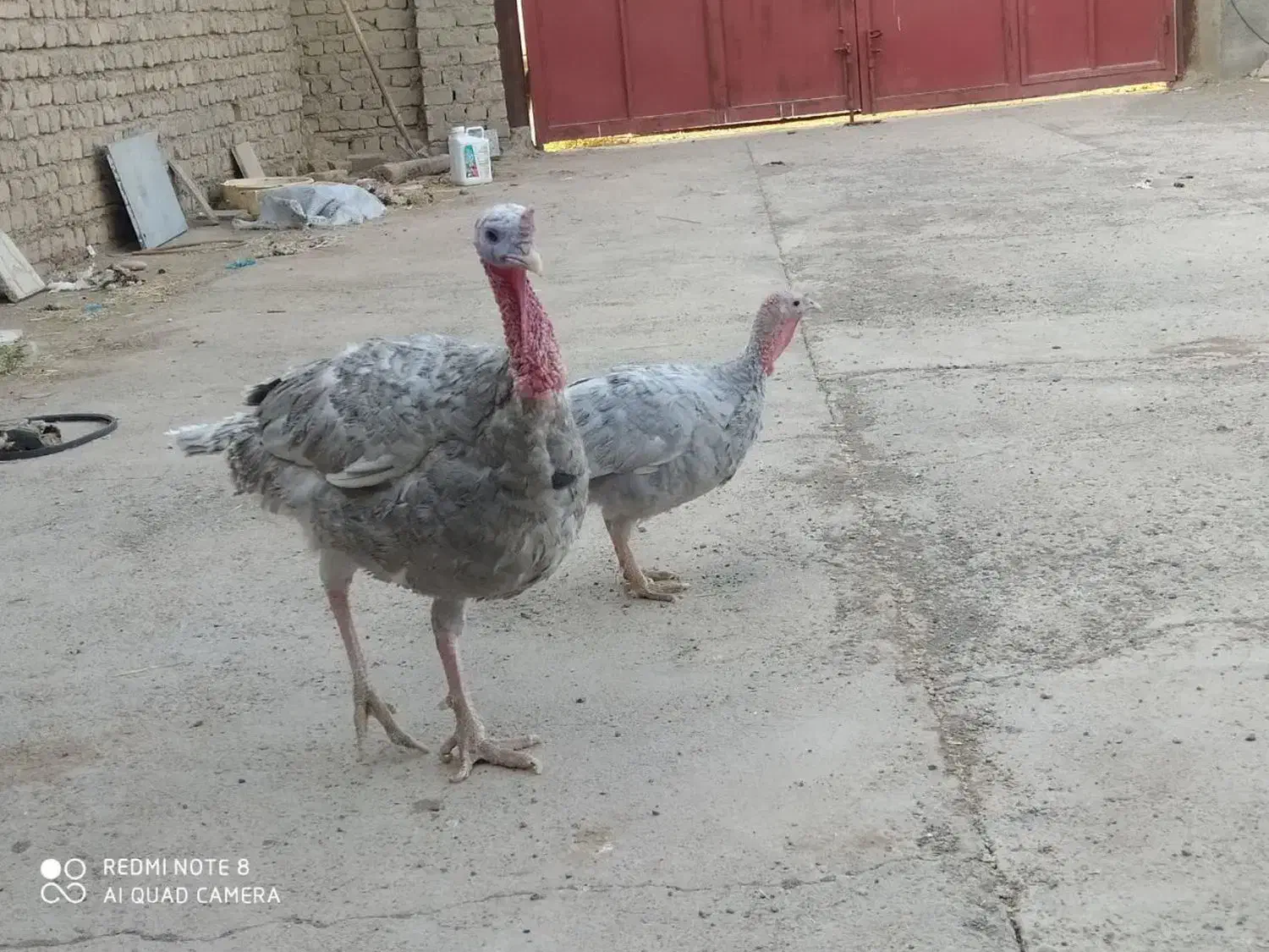 فروش یک جفت بوقلمون نژاد اسلیت|حیوانات مزرعه|جعفرآباد, |دیوار