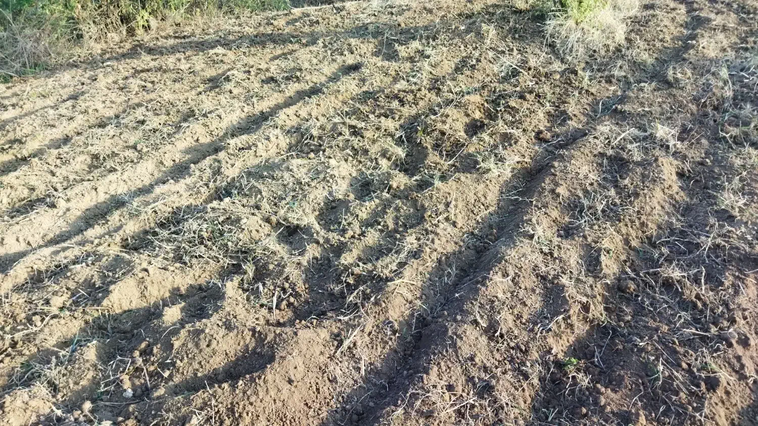 شخم زدن با تیلر کولتیواتور|خدمات باغبانی و درختکاری|مینودشت, |دیوار