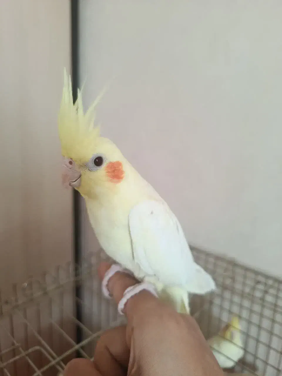 عروس|پرنده|اسلام‌شهر, مسکن مهر اسلاشهر (شهرک امام خمینی)|دیوار