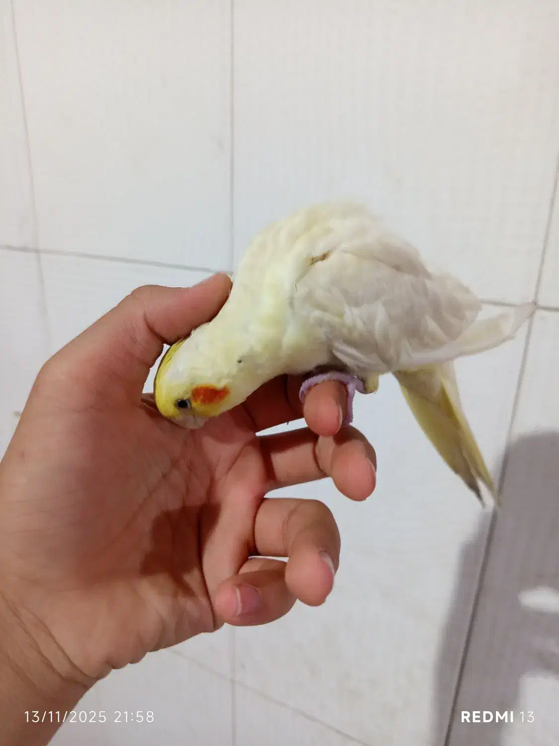 جوجه عروس هلندی لوتینو|پرنده|سیرجان, |دیوار