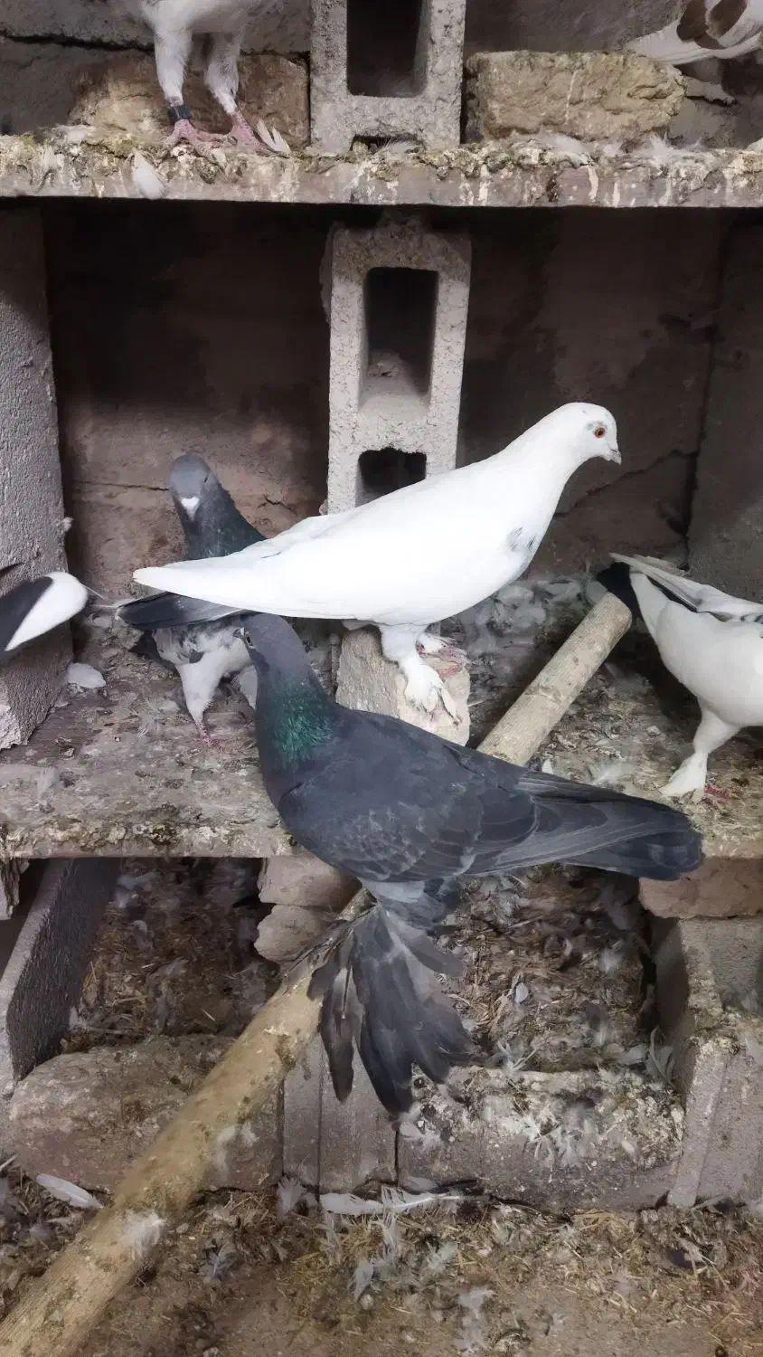 سیاه ماده پا پر گرفتنی|پرنده|باسمنج, |دیوار