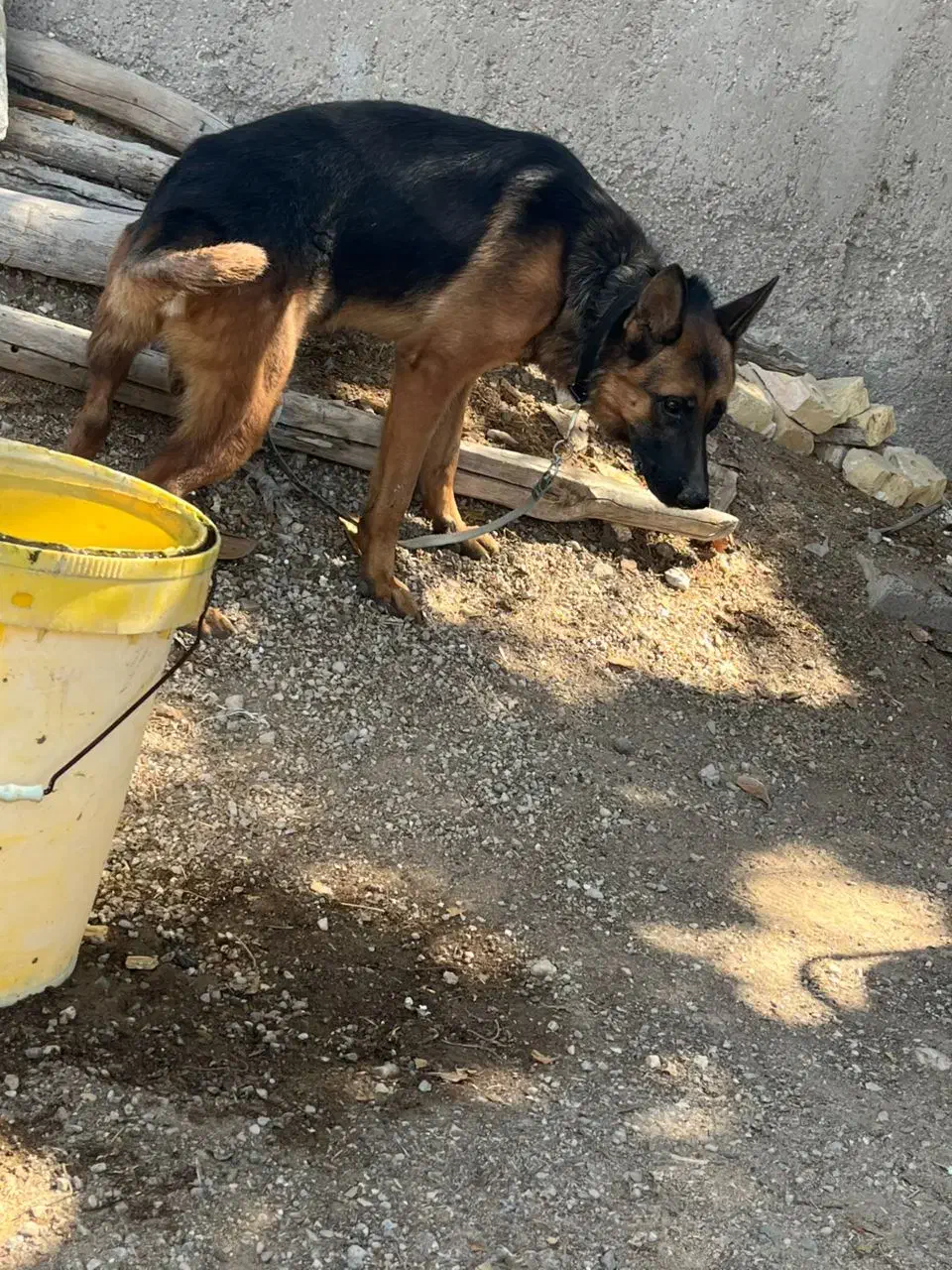 سگ ژرمن ورک|سگ|بندرعباس, |دیوار