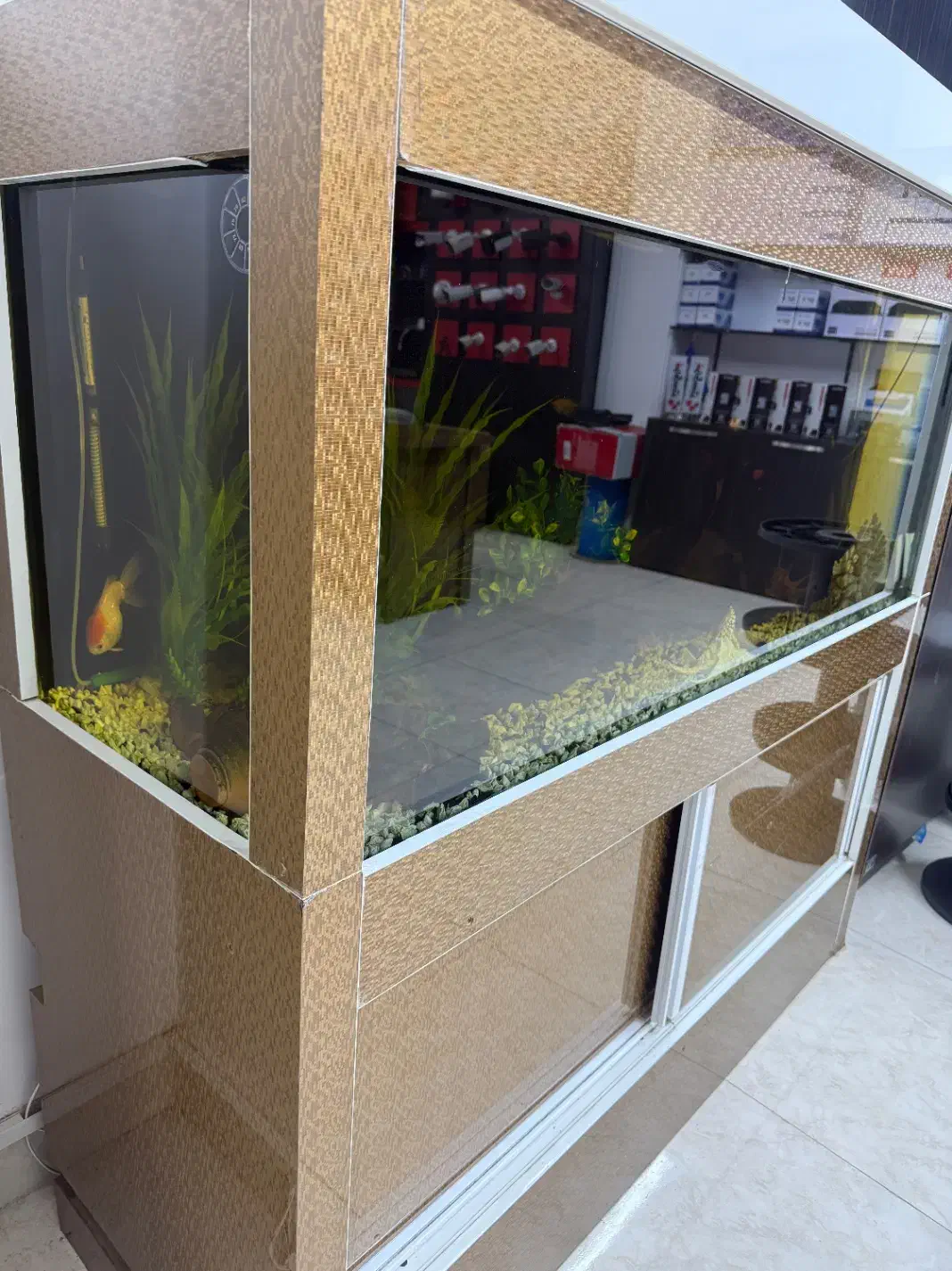 آکواریوم با شیشه ۱۰ میل|ماهی|ارومیه, |دیوار