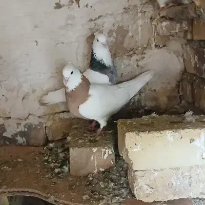 کفتر رنگه طوقی مفت|پرنده|تایباد, |دیوار