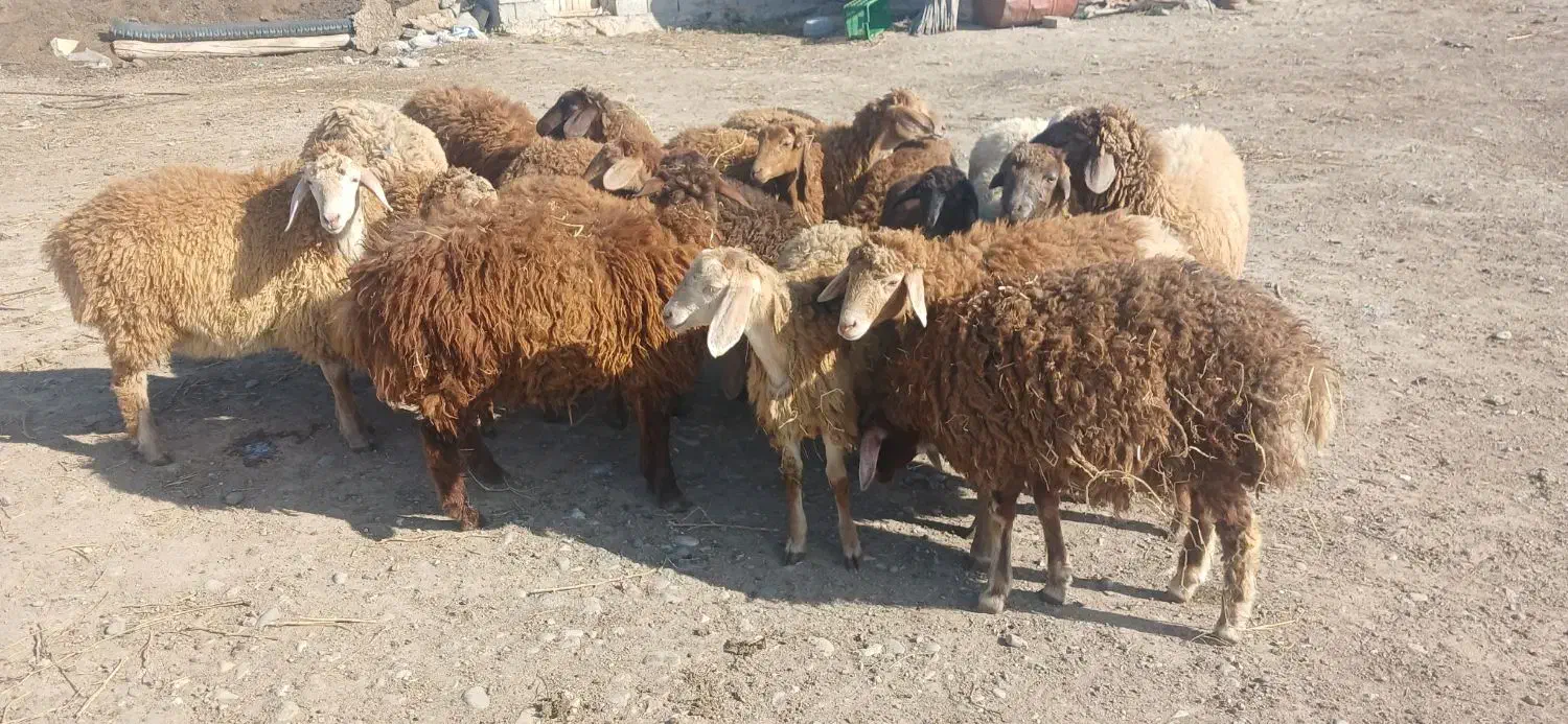 بره فروشی اوتتاخ|حیوانات مزرعه|اصلاندوز, |دیوار