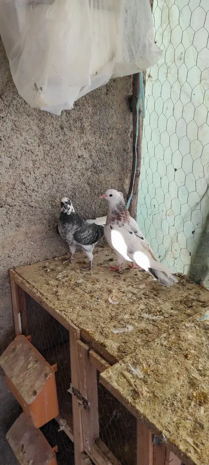 کفتر کبوتر جوجه|پرنده|هشتگرد, قاسم آباد بزرگ|دیوار