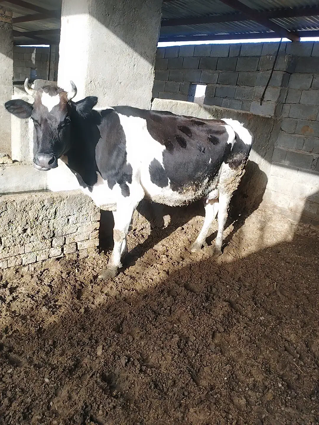 گاو شیری|حیوانات مزرعه|بیرجند, |دیوار