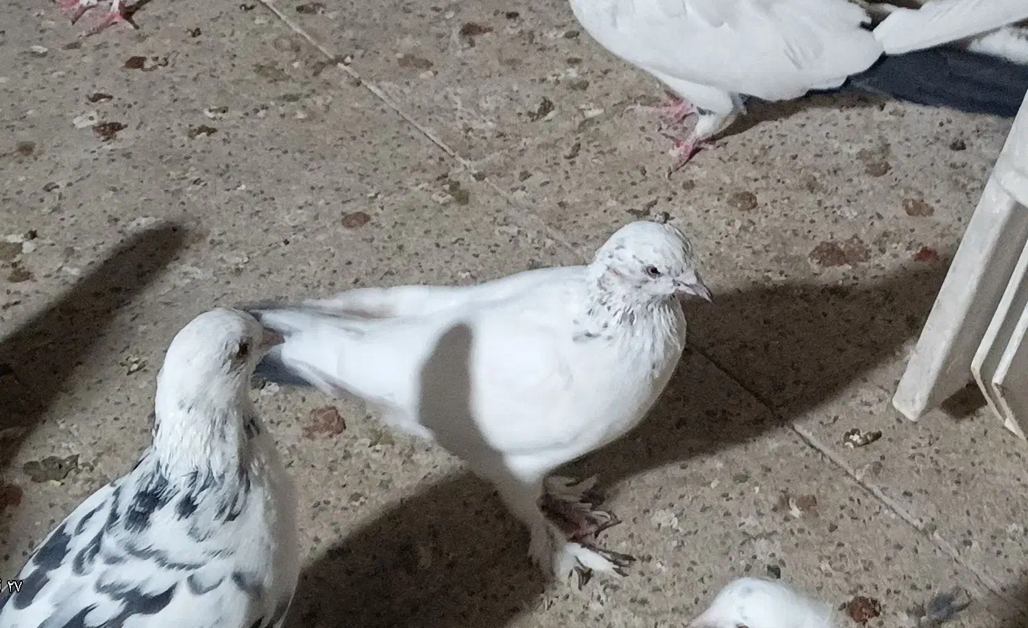 کفتر پرشی شمرونی تهرانی غریب گیری|پرنده|تهران, جیحون|دیوار