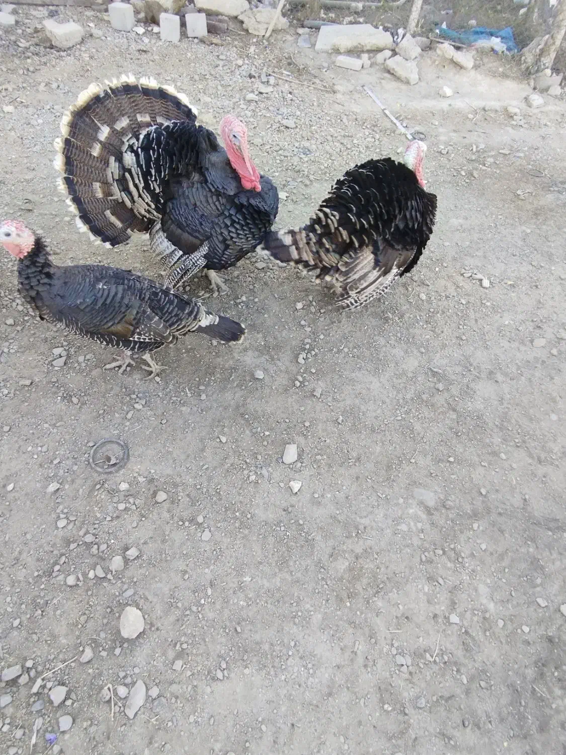 بوقلمون|حیوانات مزرعه|چنگ الماسی, |دیوار