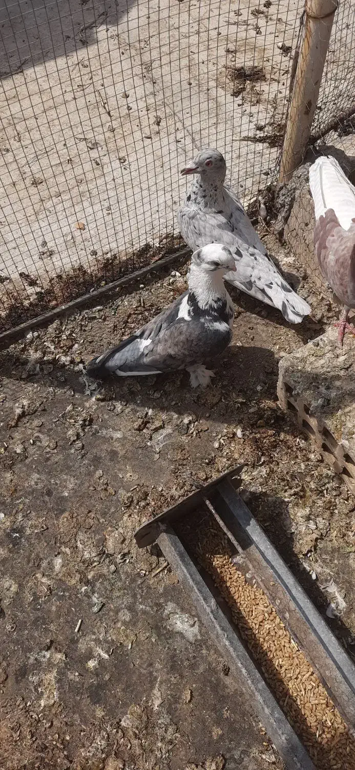 کبوتر ساتن نر|پرنده|زیباشهر, |دیوار