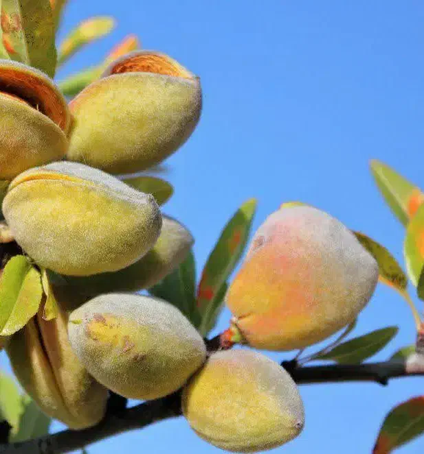 عرضه نهال بادام شکوفه|خدمات باغبانی و درختکاری|نمین, |دیوار