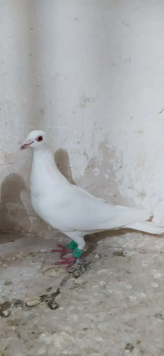 کبوتر|پرنده|شیروان (خراسان), |دیوار