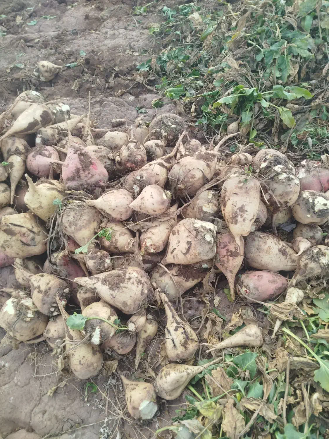 چغندر|حراج|نیشابور, فردوس شمالی|دیوار