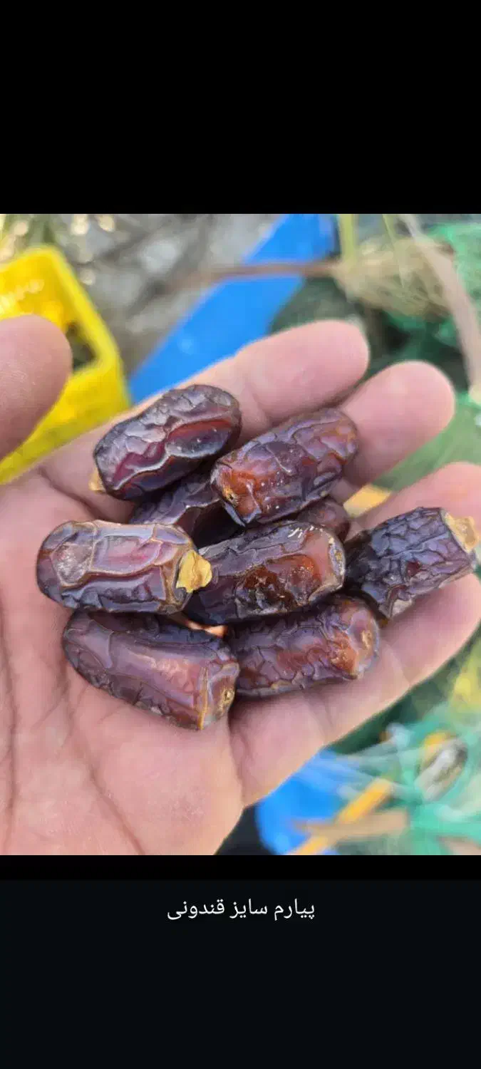 پخش عمده خرما استان کردستان به صورت مستقیم|خوردنی و آشامیدنی|سریش آباد, |دیوار