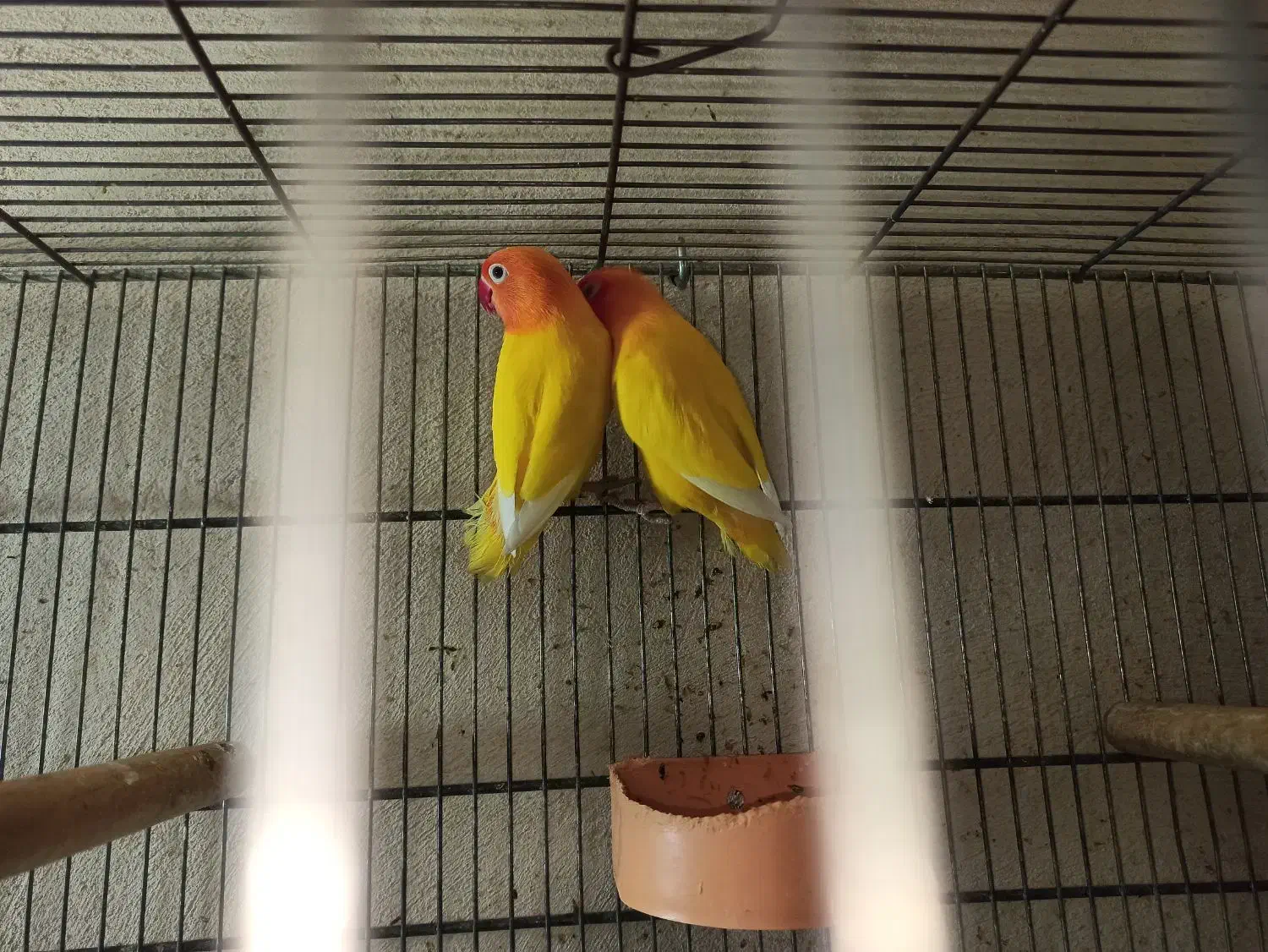 جفت کوتوله برزیلی|پرنده|برازجان, |دیوار