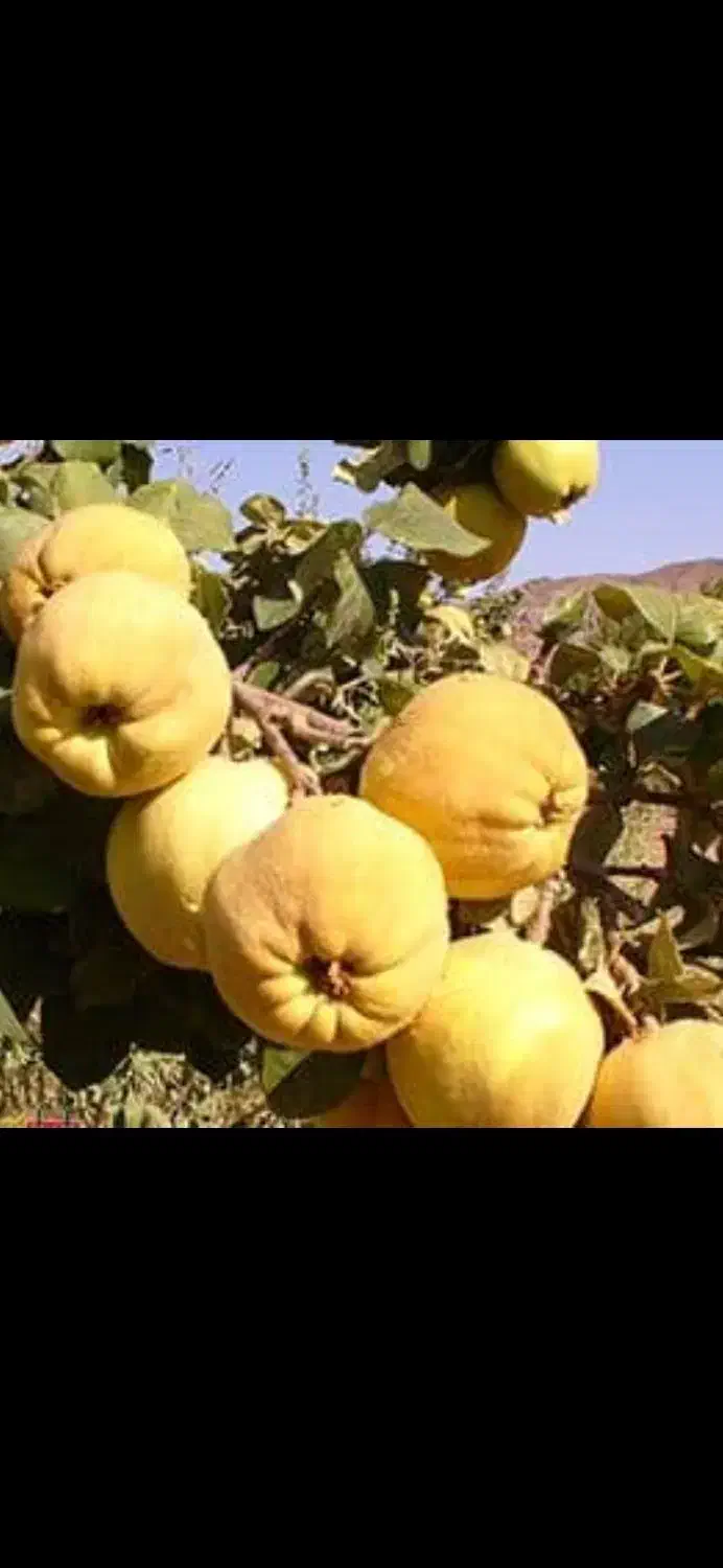 محصولات ارگانیک مسقیم از باغدار|خوردنی و آشامیدنی|شیراز, شهرک والفجر|دیوار
