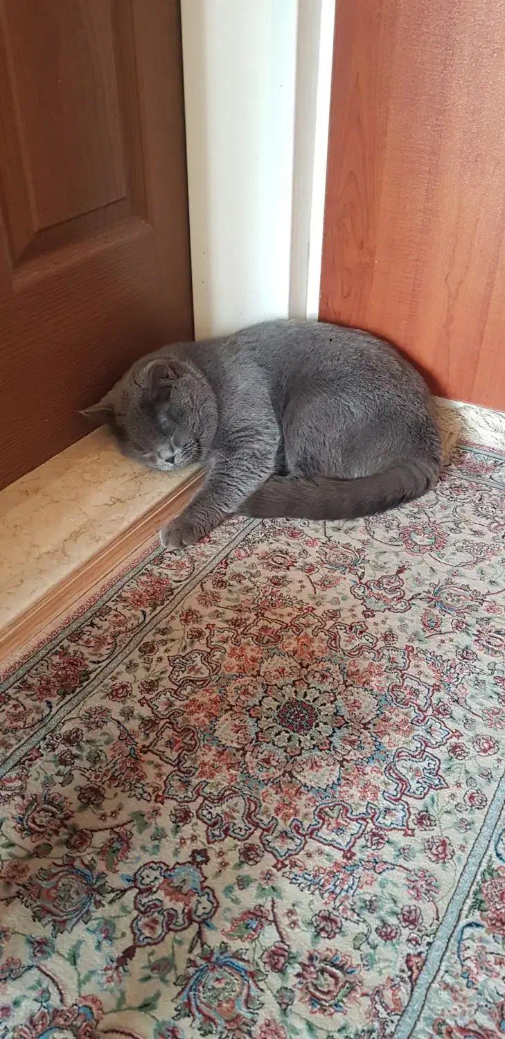 گربه بریتیش شورت هیر گمشده|حیوانات|باسمنج, |دیوار