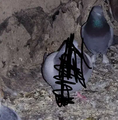 کبوترپاکستانی|پرنده|زابل, |دیوار