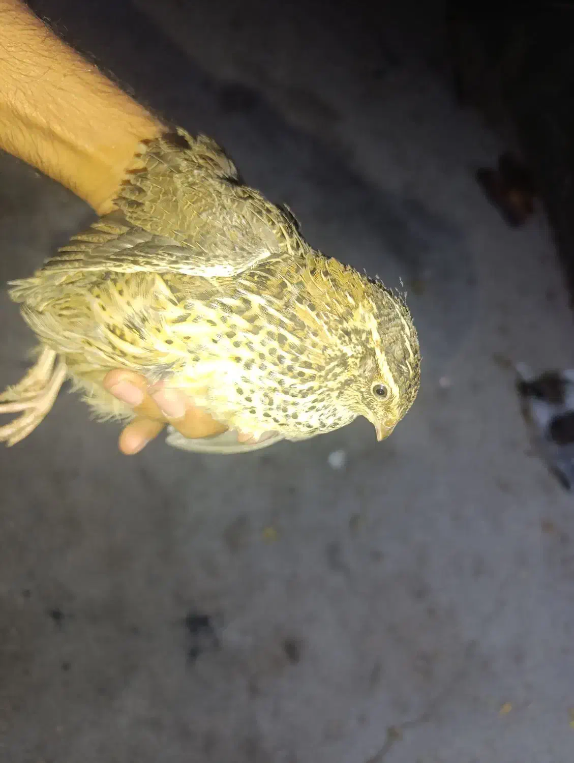 سگ پاکوتاه.   بلدرچین  110|سگ|جاجرود, |دیوار