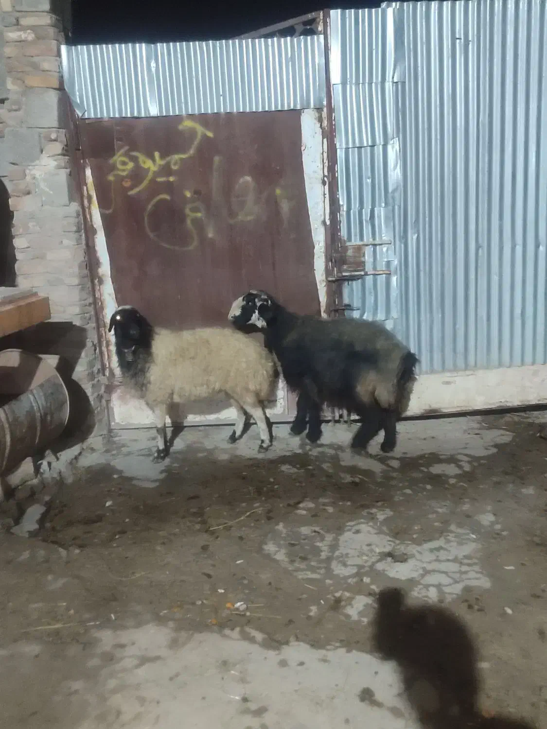 گوسفند|حیوانات مزرعه|دورود, |دیوار