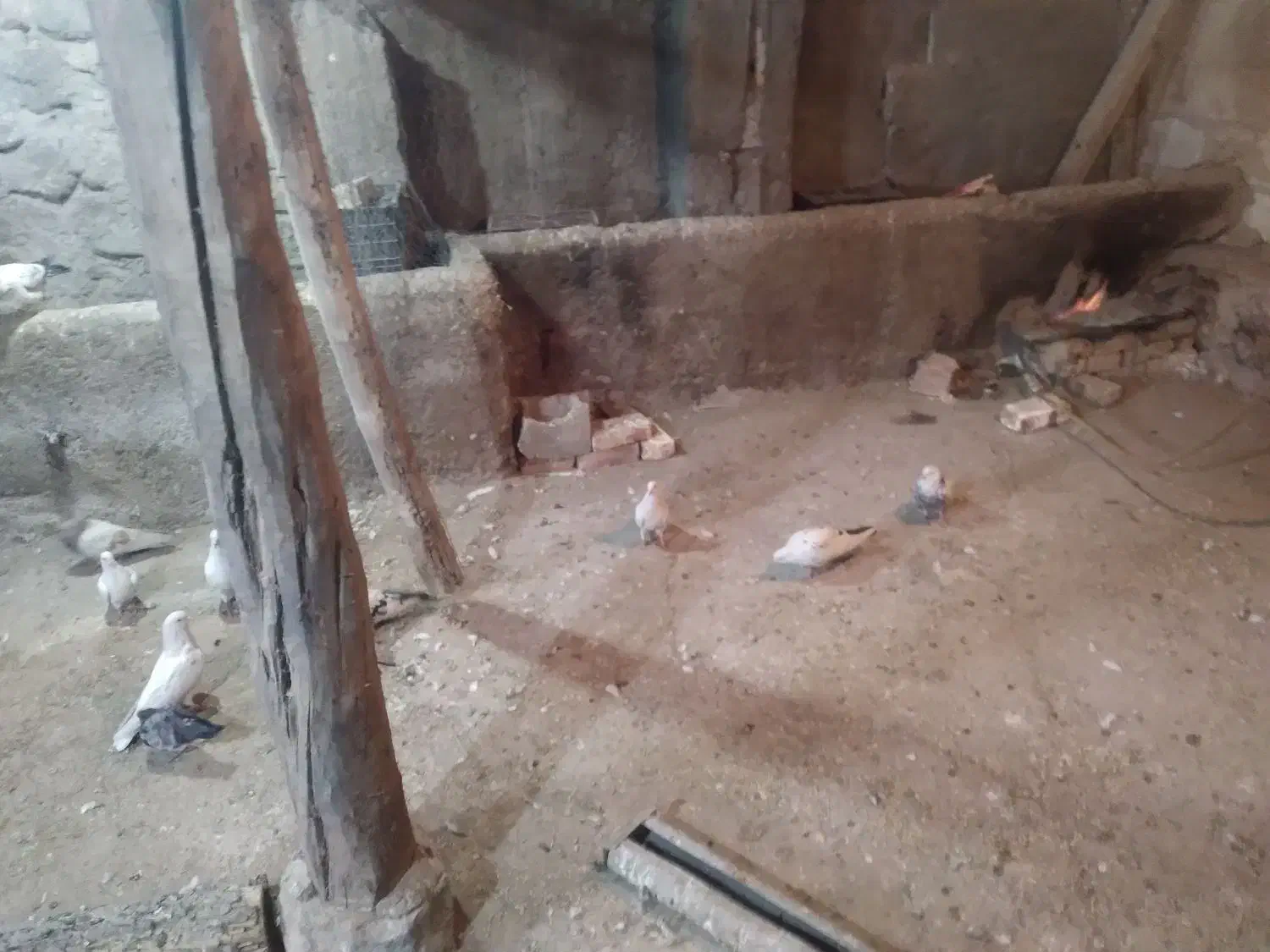 فروش ۲۶ عدد کفتر دونه ۴۰۰ تومن|پرنده|دشتک, |دیوار