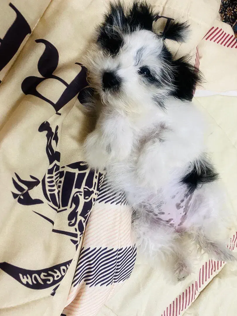 سگ خیلی کوچیک|سگ|سنگر, |دیوار