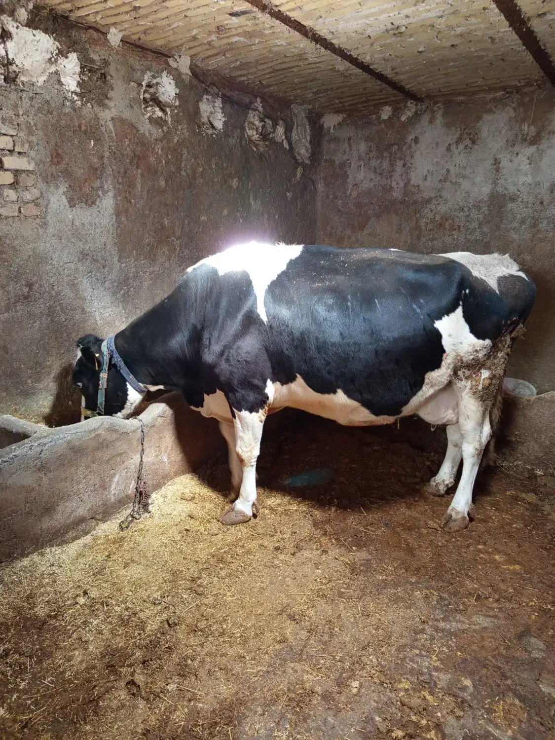 گاو|حیوانات مزرعه|خاوه, |دیوار