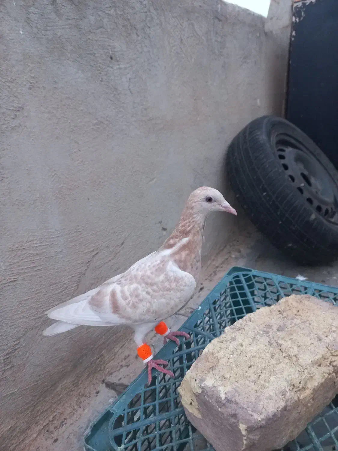 ۲عددزرد هفت رنگ مغلف خطی|پرنده|قزوین, |دیوار