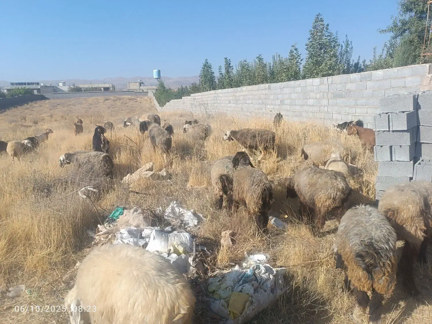 میش آبستن داشتی|حیوانات مزرعه|شیراز, احمدآباد|دیوار