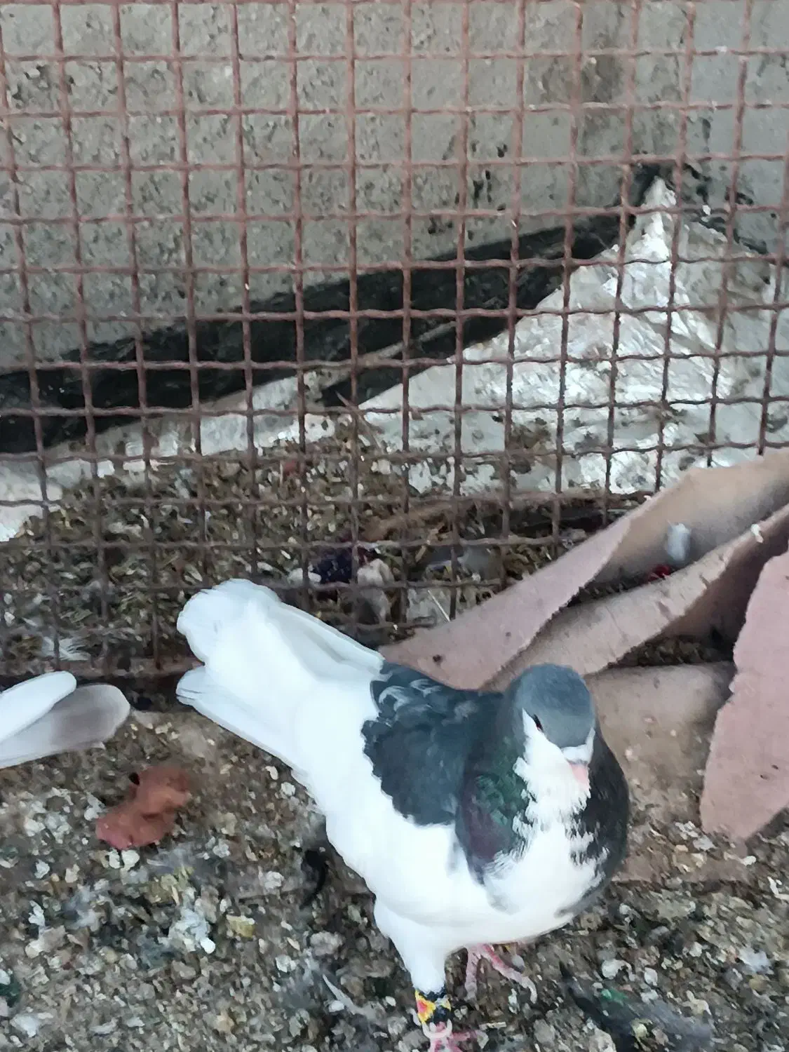 یال سبز نر|پرنده|زرقان, |دیوار