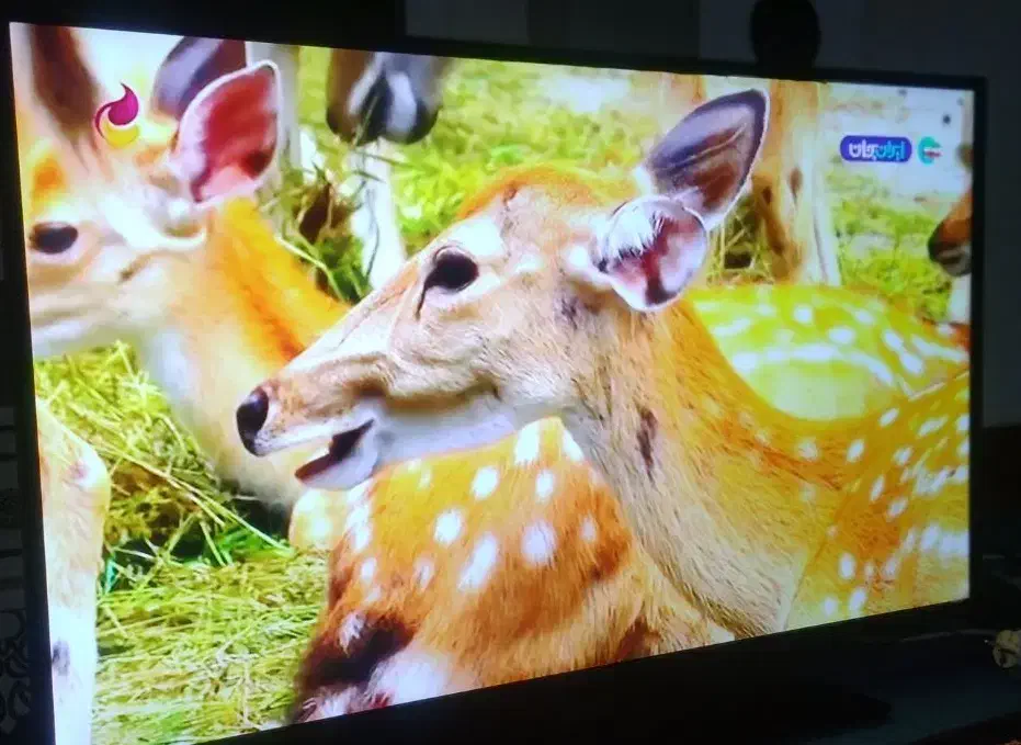 ۴۳اینچ سامسونگ اصل کره|تلویزیون و پروژکتور|کوهدشت, |دیوار