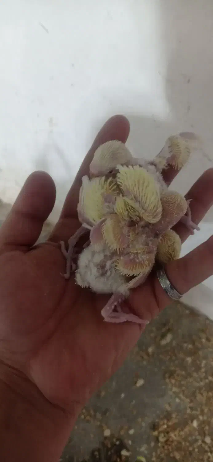 جوجه کتوله|پرنده|بردسکن, |دیوار