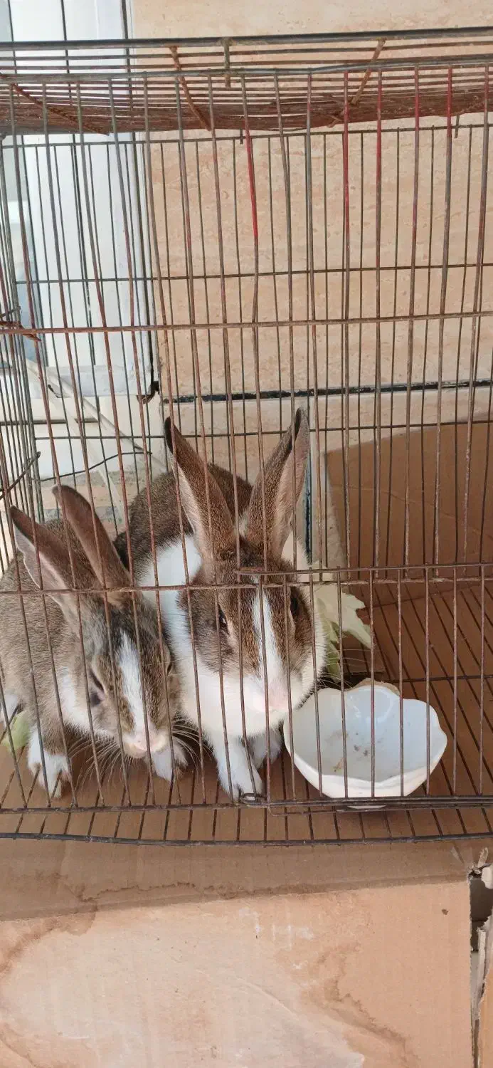 خرگوش|موش و خرگوش|تویسرکان, |دیوار